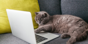 animaux au travail